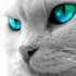 Avatar for FluffFreeman