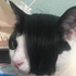 Avatar for Nekokiwai69