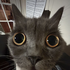 catbatx3 的头像