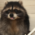 MrRaccoon115 için avatar