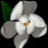 Avatar for Ludovico_o