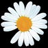 Аватар для Ciroche