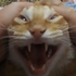 Shaokkkkk 的头像