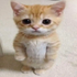 Avatar de soldsoybeans
