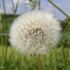 dreamflower21 的头像