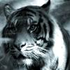 V-Tigra için avatar