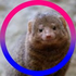McMongoose72 的头像