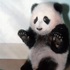 Avatar de pandasinn