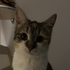 Avatar di alexxxxa000