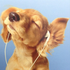 Avatar for Dogelotte