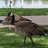 Avatar for GooseInCityPark