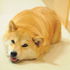 Avatar for DogeDiscord