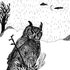 eyes of the owl 的头像