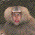 Avatar for gautehe
