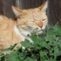 sillycat2 的头像