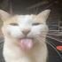 Avatar for catlover324