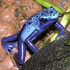 Avatar for PoisonFrog