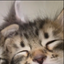 Avatar for kittensoftpawss