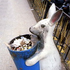 Avatar for trash_bunny