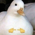 slimethea 的头像