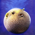 zoo_fish için avatar