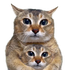 Avatar di luckymastermind