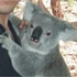 Avatar de da-koala