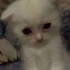 Avatar für Shasu_13