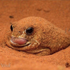 Avatar di spicyfrog2020