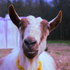 Goatmanthefirst 的头像
