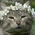 Avatar für blossomcastles