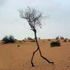 TreeWalking 的头像