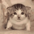 Avatar for hiraivic