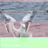 Quality_Gull için avatar