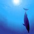 Avatar de Dolphin Park