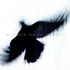 Avatar di Heartsign