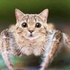 Avatar de tehkittytigger