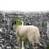 Avatar for sheepattack