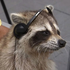 Avatar for xXRaccoon123Xx