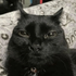 Avatar for renassauce