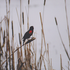 augustbird 的头像
