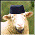 Avatar för Sheep319