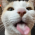 Avatar for olliepilled