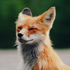 Avatar di crownedfoxes