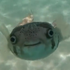 Avatar for Kimtheintrovert