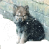 wolfpuppy 的头像