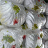 silveregg 的头像