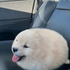 Avatar for LilShitface