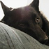 Avatar for aloofschipperke