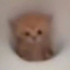 Avatar for XoVz1HzZC